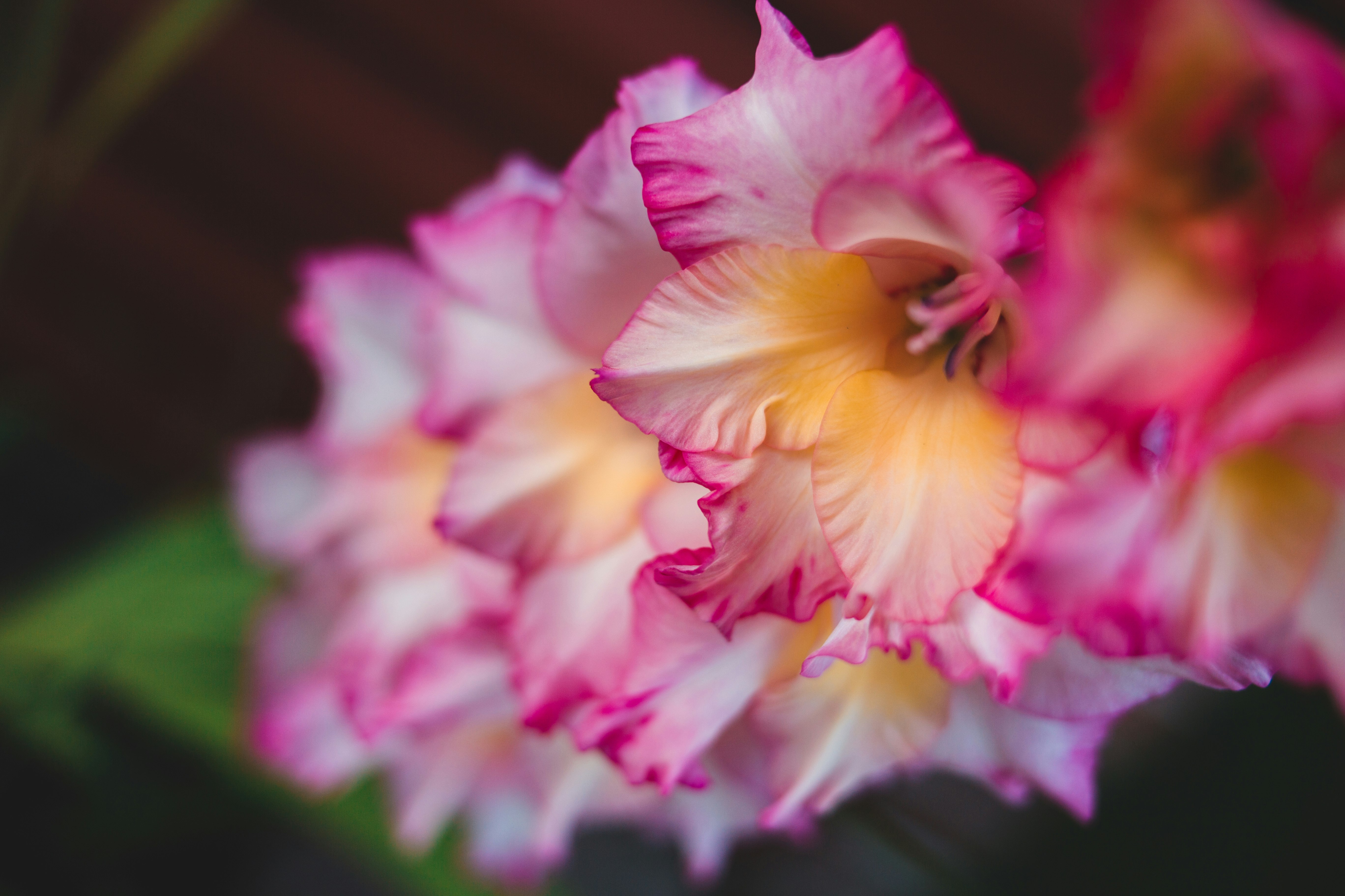 pink and white flower in macro shot